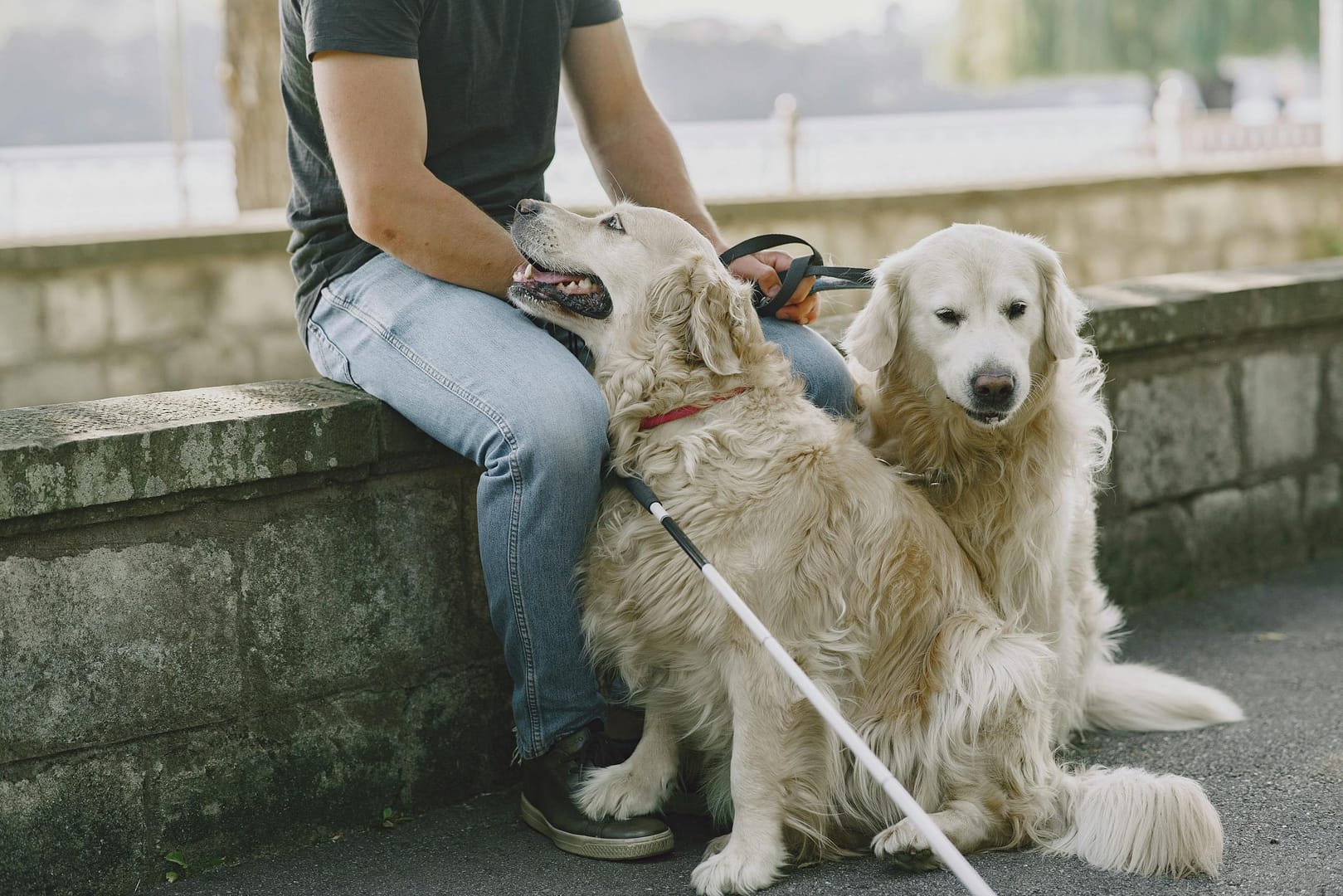 Two golden retrievers sitting with their owner on a stone bench outside.